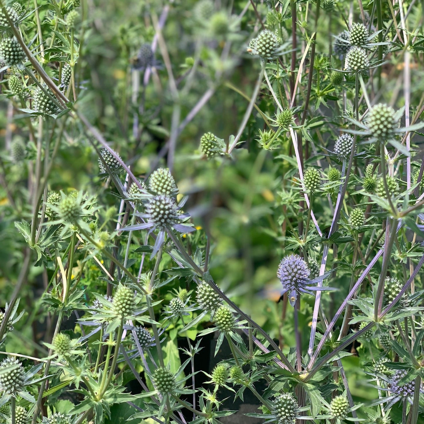 ERYNGIUM planum Common Blue Sea Holly