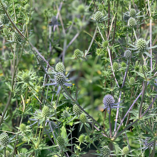 ERYNGIUM planum Common Blue Sea Holly