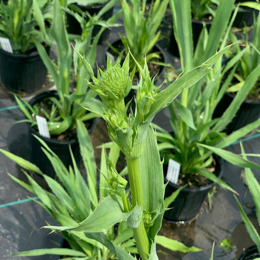 ERINGYUM yuccafolium Rattlesnake Master Sea Holly