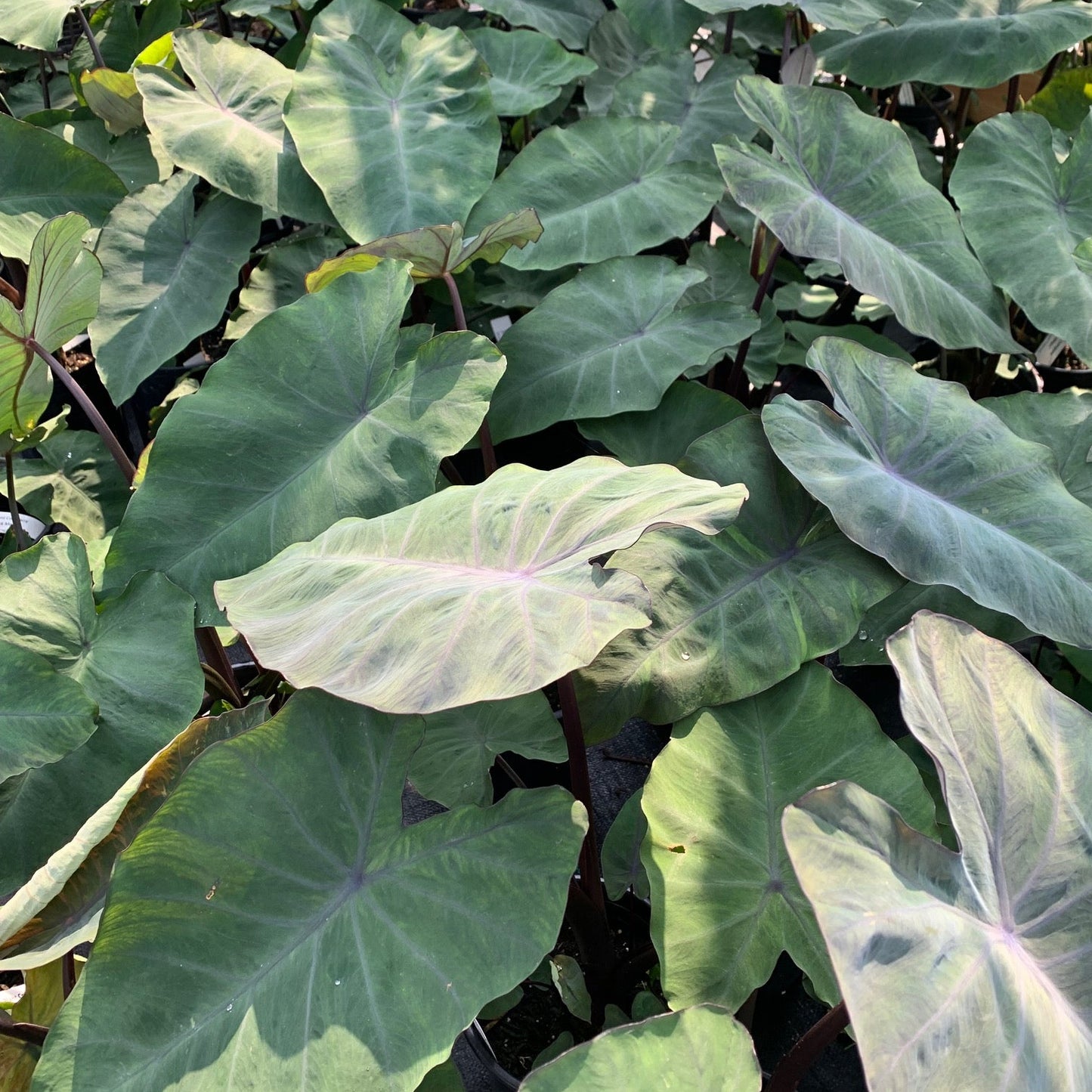 COLOCASIA esculenta Black Magic Elephant Ear