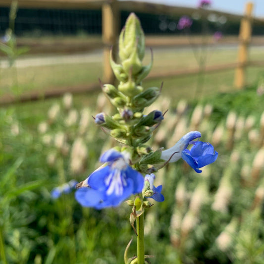 SALVIA ulignosa Sky Blue Bog Sage