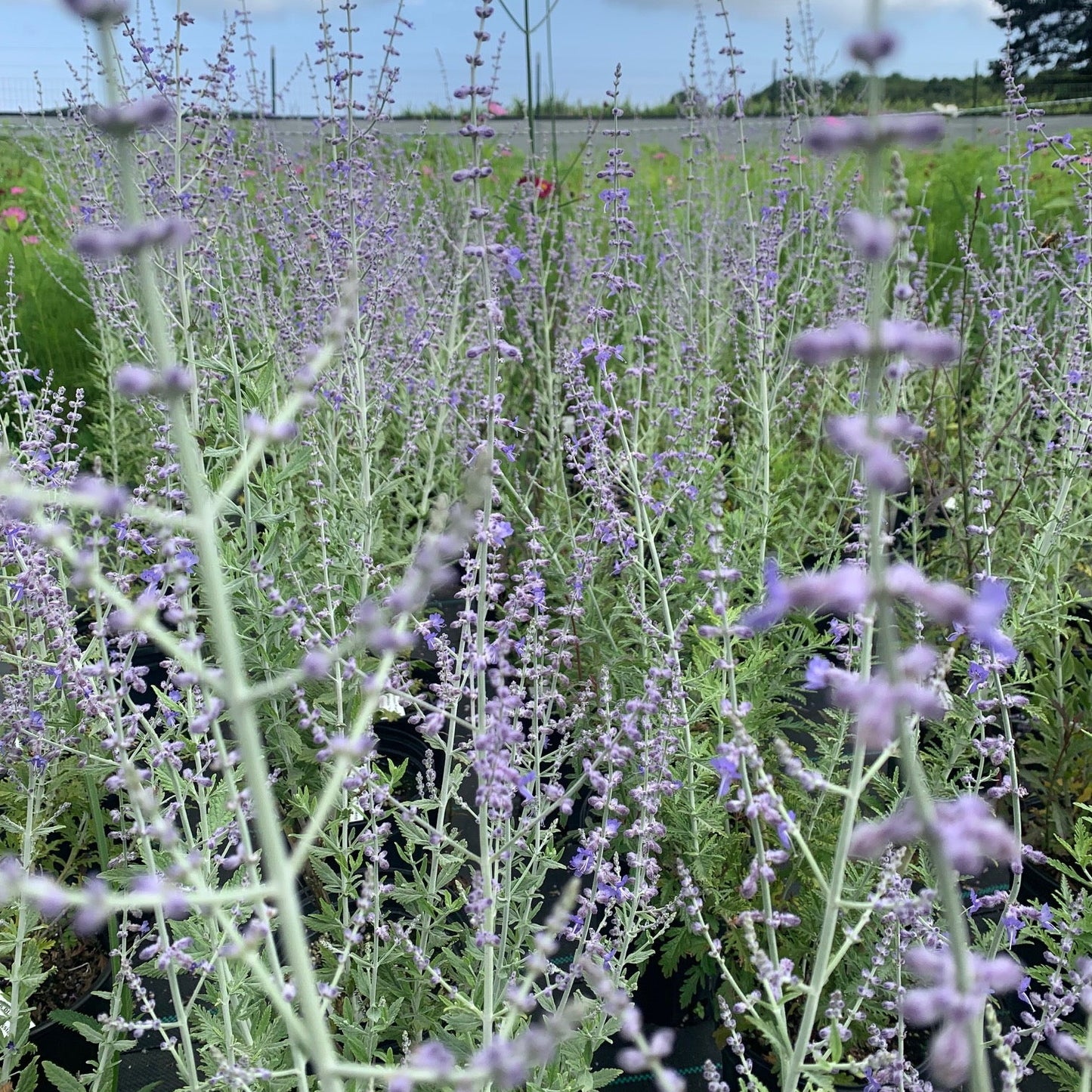 PEROVSKIA atriplicifolia Common Russian Sage