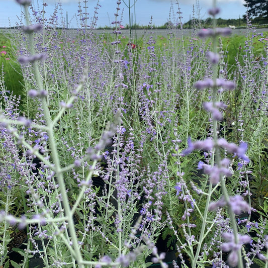 PEROVSKIA atriplicifolia Common Russian Sage