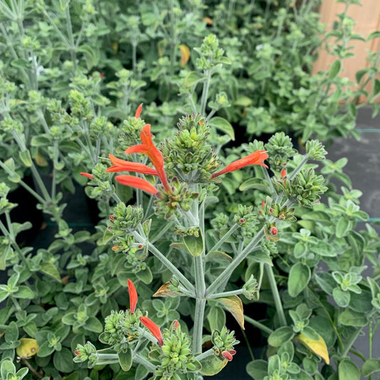 DICLIPTERA suberecta Uruguayan Hummingbird Plant