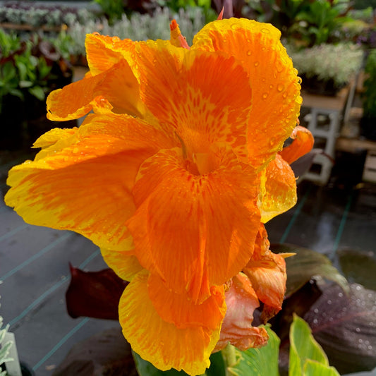 CANNA Lily Pretoria (Bengal Tiger)