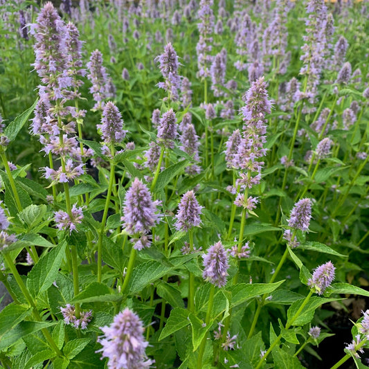 AGASTACHE foeniculum Blue Fortune Hummingbird Mint