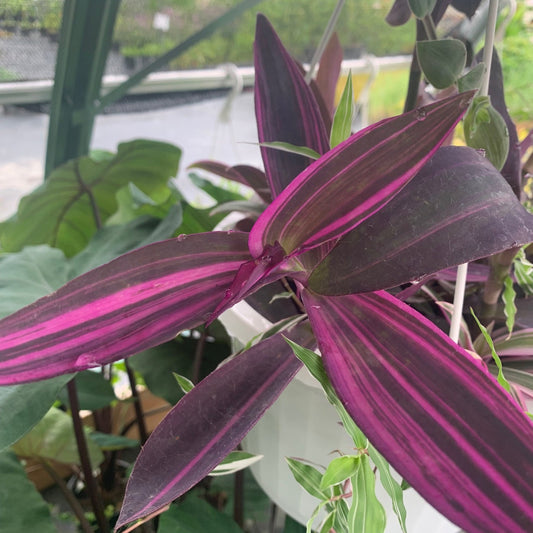 TRADESCANTIA pallida Variegated Purple Heart