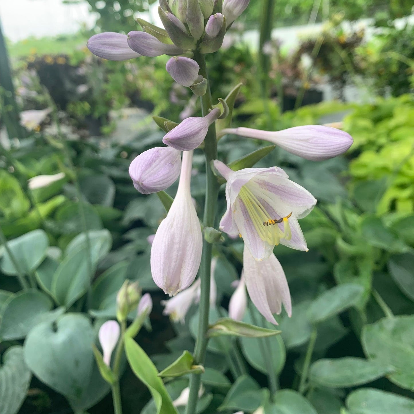 HOSTA hybrid Hadspen Blue Plantain Lily