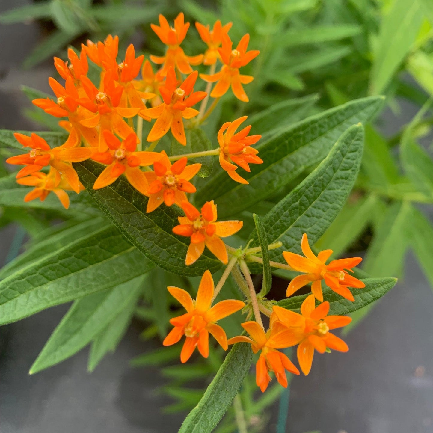 ASCLEPIAS tuberosa Butterfly Milkweed