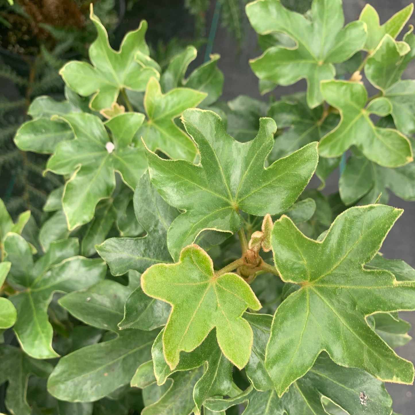 FATSHEDERA hybrid Curly Aralia Tree Ivy