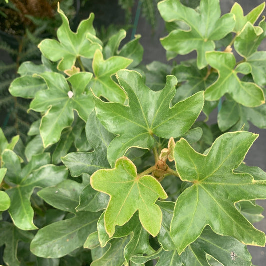 FATSHEDERA hybrid Curly Aralia Tree Ivy