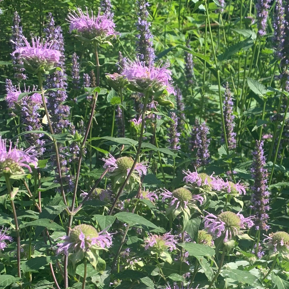MONARDA fistulosa Wild Bergamot Bee Balm