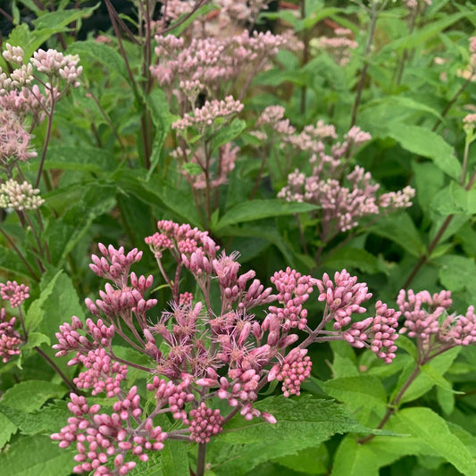 EUPATORIUM purpureum Sweet Joe Pye Weed