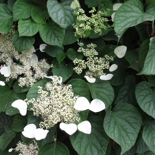 SCHIZOPHRAGMA hydrangeoides Moonlight Hydrangea Vine