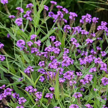 VERBENA rigida Slender Vervain