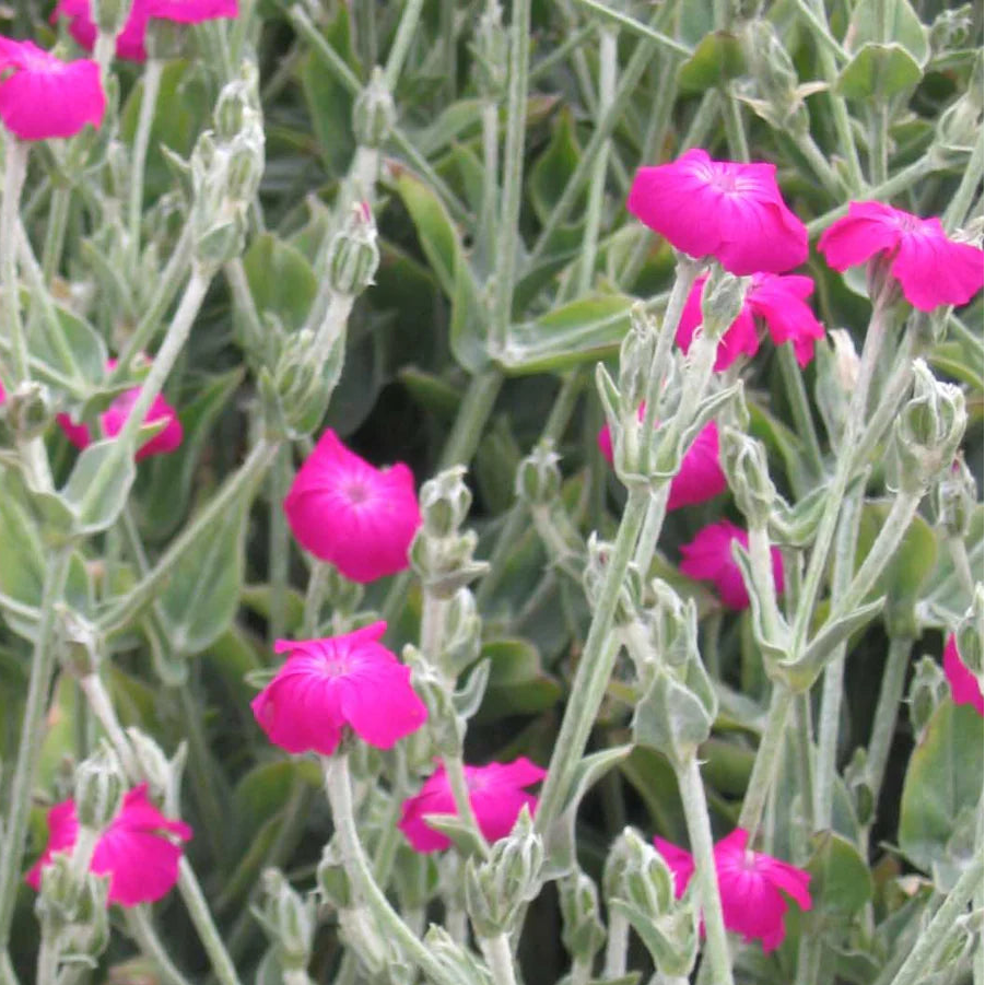 LYCHNIS coronaria Rose Campion