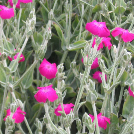 LYCHNIS coronaria Rose Campion