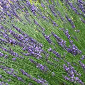 LAVANDULA intermedia Provence Lavender