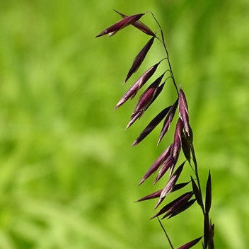 MELICA altissima Red Spire Siberian Melic Grass