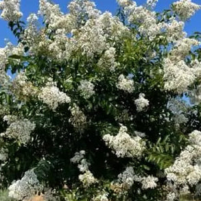 LAGERSTROEMIA indica x fauriei Natchez White Crepe Myrtle
