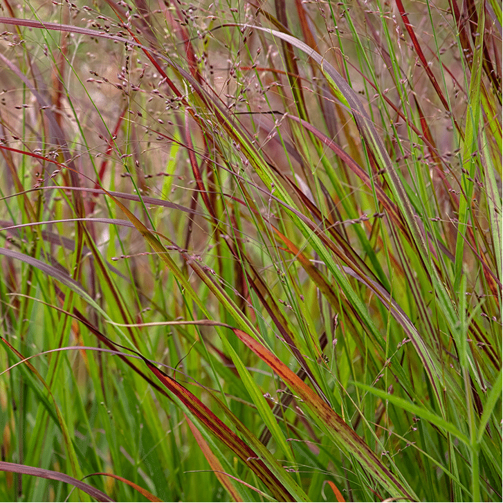 PANICUM virgatum Shenandoah Switchgrass