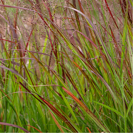PANICUM virgatum Shenandoah Switchgrass