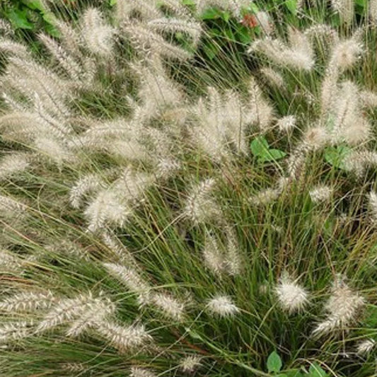 PENNISETUM alopecuroides White Fountain Grass