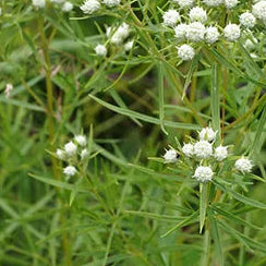 PYCANTHEMUM tenuifolium Thread Leaf Mountain Mint
