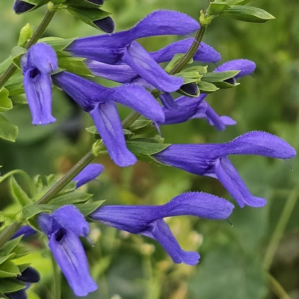SALVIA gaurantica Van Remsen Sage
