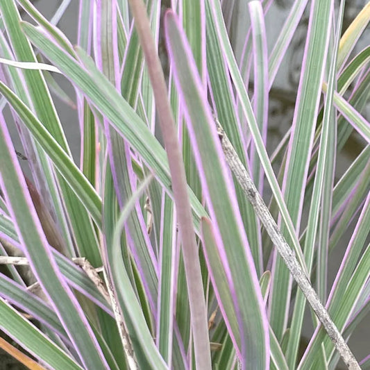 TULBAGHIA violacea variegata Variegated Society Garlic