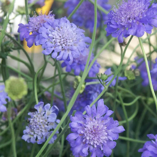 SCABIOSA calumbaria Butterfly Blue Pincushion Flower
