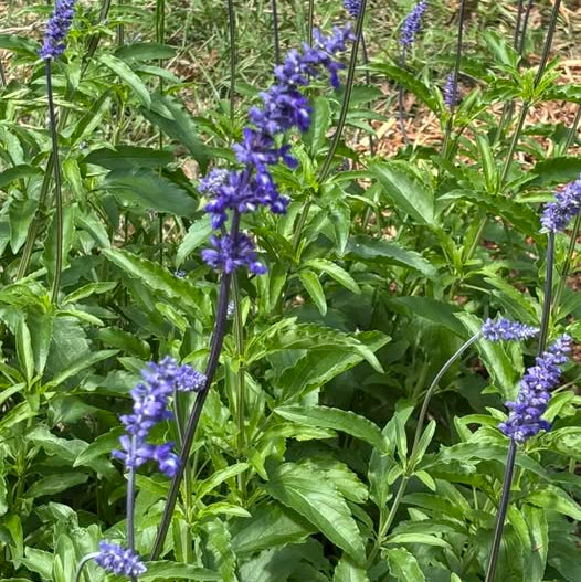 SALVIA farinacea Mealy Blue Sage