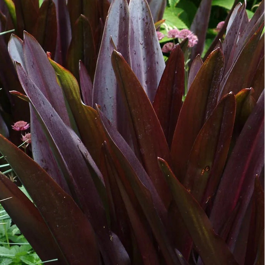 EUCOMIS comosa Oakhurst Purple Pineapple Lily