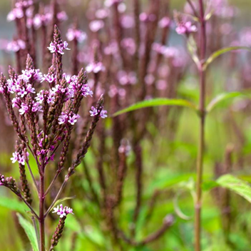 VERBENA hastata Pink Spires Vervain