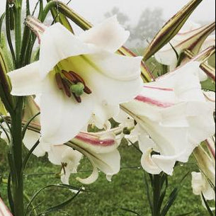 LILIUM formosanum Formosan Lily