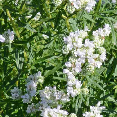 PYCNANTHEMUM virginianum Virginia Mountain Mint