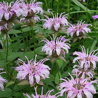 MONARDA bradburiana Bradbury's Bee Balm