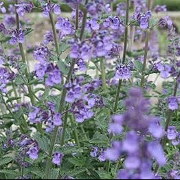 NEPETA cataria Blue Catmint