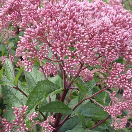EUPATORIUM maculatum Joe Pye Weed