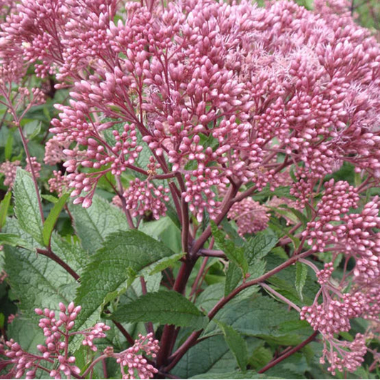 EUPATORIUM maculatum Joe Pye Weed