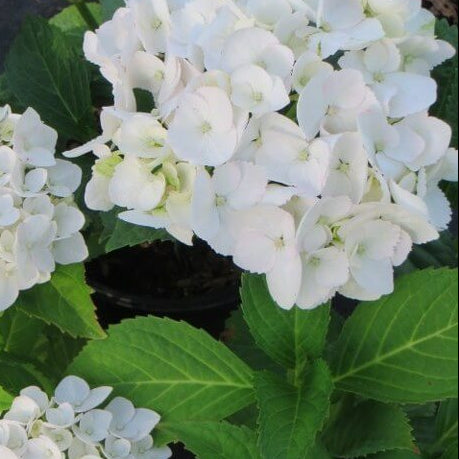 HYDRANGEA macrophylla White Bigleaf Hydrangea
