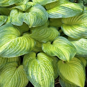 HOSTA hybrid Guacamole Plantain Lily
