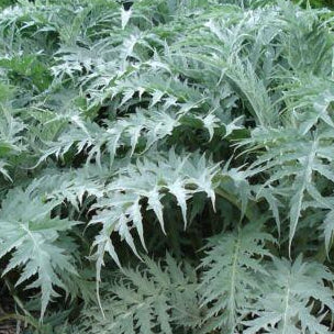 CYNARA cardunculus Cardoon Artichoke Thistle