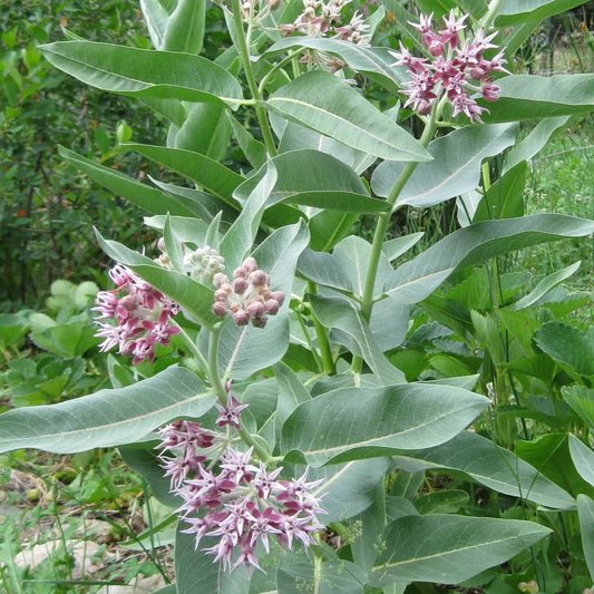 ASCLEPIAS speciosa Showy Milkweed