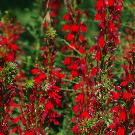 LOBELIA cardinalis Red Cardinal Flower