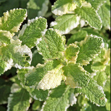 MENTHA suaveolens variegata Variegated Pineapple Mint