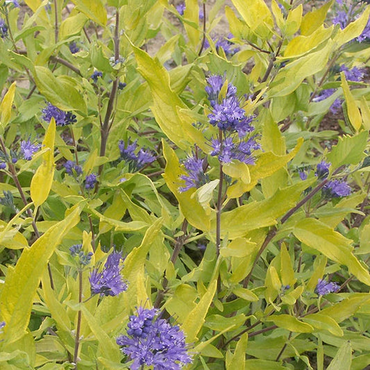 CARYOPTERIS × clandonensis Worcester Gold Bluebeard