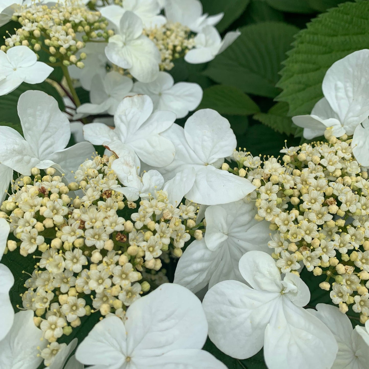 VIBURNUM plicatum tomentosum Summer Snow Viburnum
