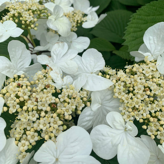 VIBURNUM plicatum tomentosum Summer Snow Viburnum