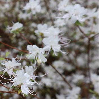 RHODODENDRON serpyllifolium var. albiflorum Wild Thyme Azalea
